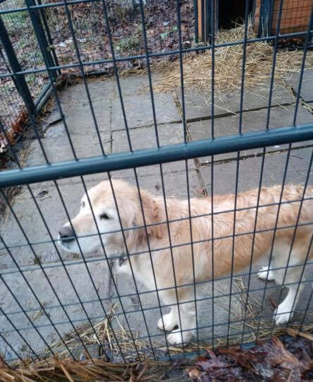 dog